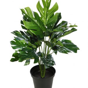 PLANTA CON MACETA MONSTERA 45CM