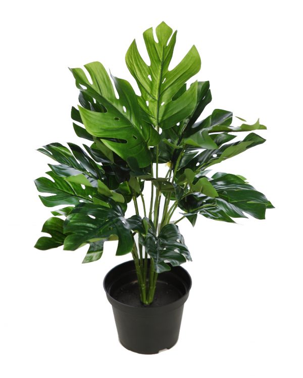 PLANTA CON MACETA MONSTERA 45CM - Imagen 1