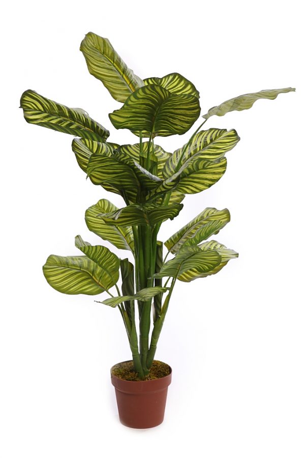 KD9018-2.jpeg CALATHEA ARTIFICIAL EN MACETA 120CM - Imagen 1