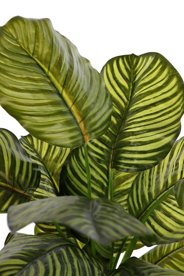 KD9018_2-2.jpeg CALATHEA ARTIFICIAL EN MACETA 120CM - Imagen 2
