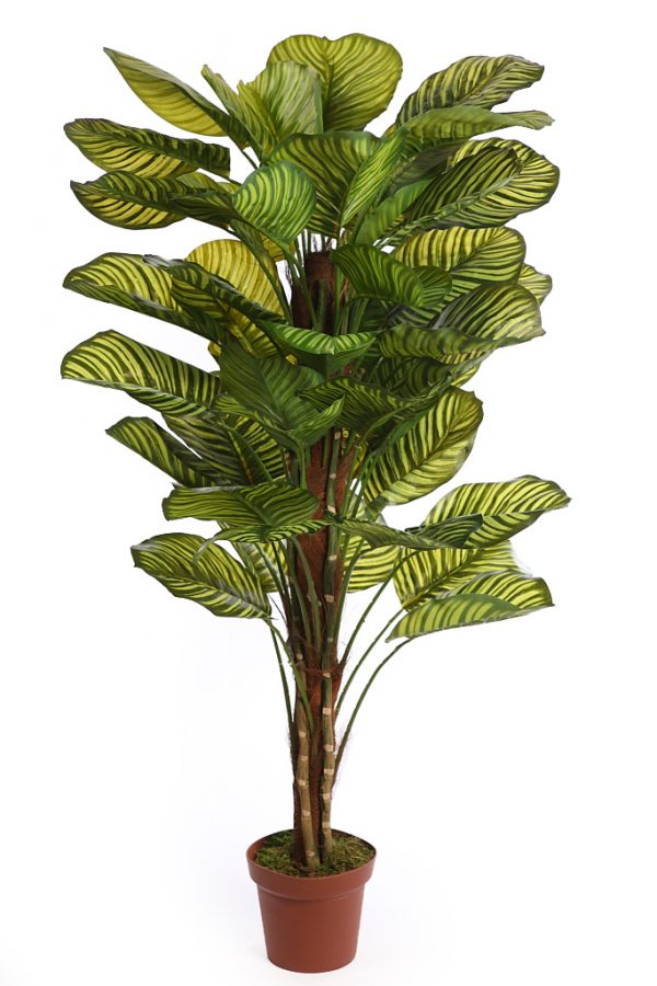 CALATHEA ARTIFICIAL EN MACETA 150CM ANCHO 70CM - Imagen 1