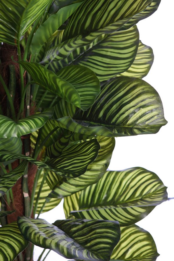 CALATHEA ARTIFICIAL EN MACETA 150CM ANCHO 70CM - Imagen 2