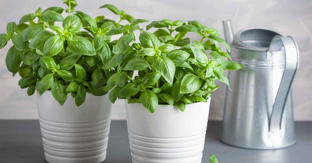 macetas de plástico