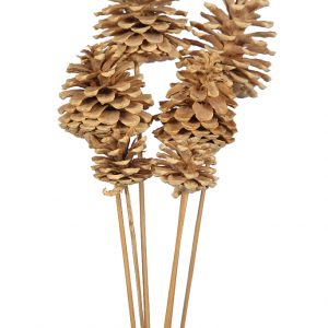 VARA DE PIÑA NATURAL DECORACION X6UD 55CM