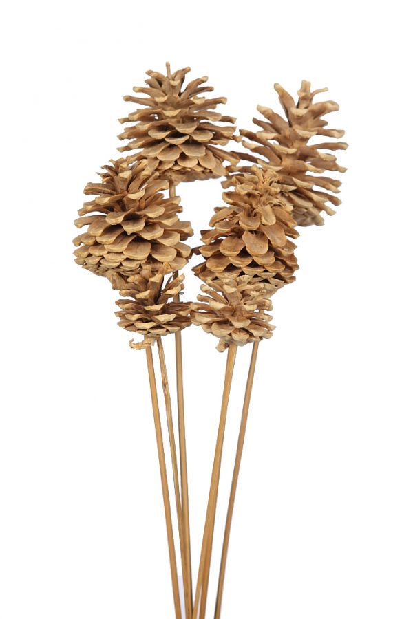 VARA DE PIÑA NATURAL DECORACION X6UD 55CM - Imagen 1