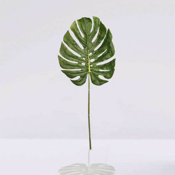 hoja-monstera hoja de monstera