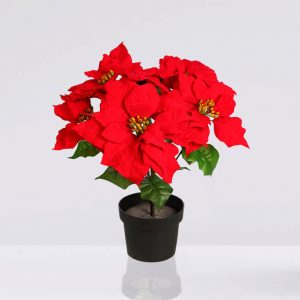 poinsettia navidad