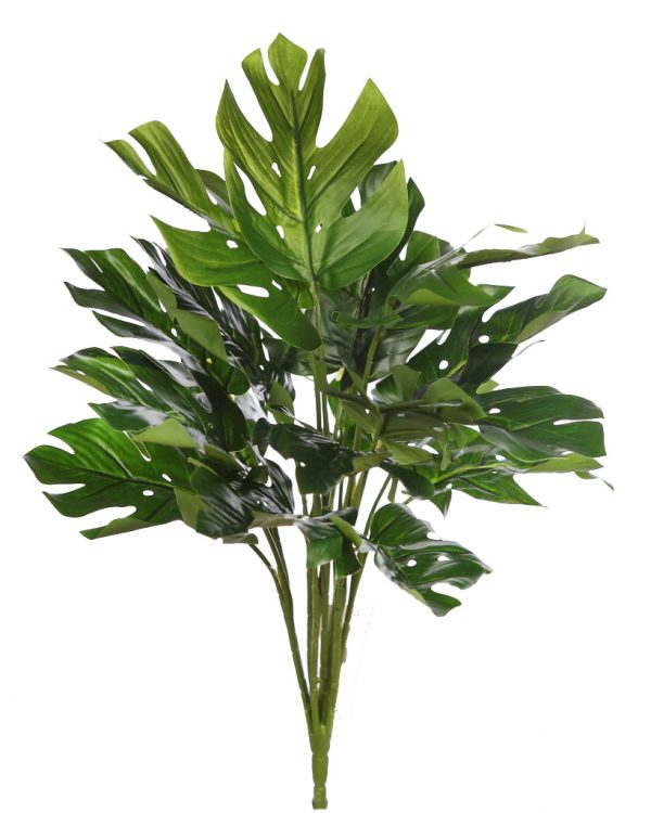 product_product_34156 Planta monstera 45cm