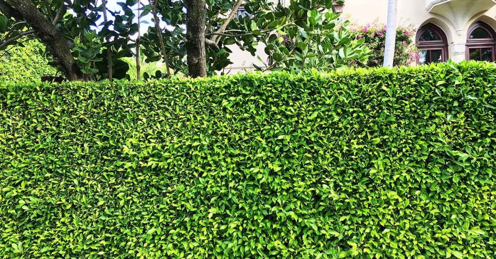 Setos artificiales para vallas