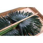 PALMERA ARTIFICIAL 280CM ANCHO 180CM - Imagen 3