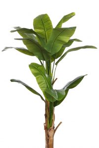 Planetera Bananera Artificial 180cm
