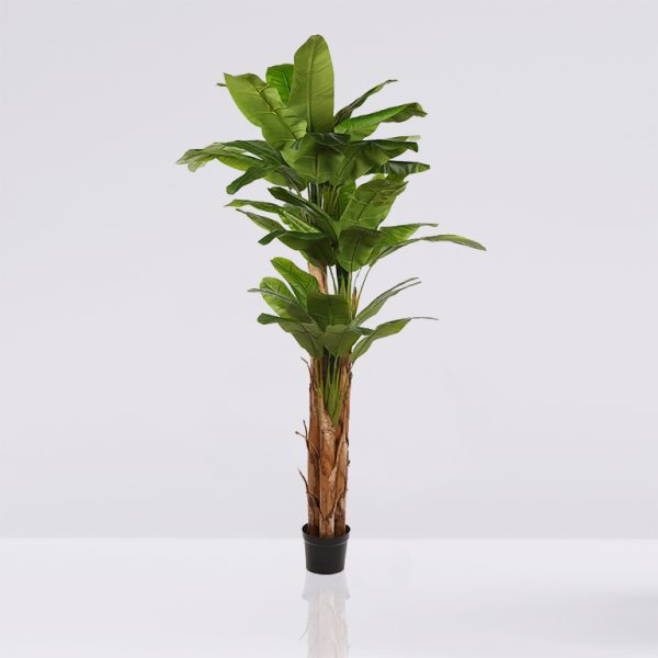 Platanero Bananero 240CM