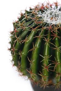 Cactus barril en maceta 35cm