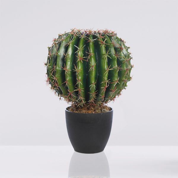cactus-barril-maceta-35cm Cactus barril en maceta 35cm