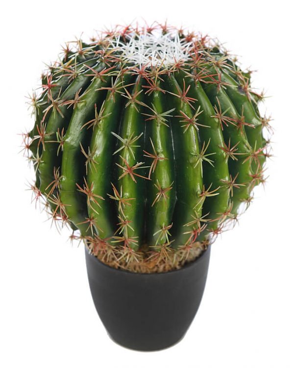 Cactus barril en maceta 35cm