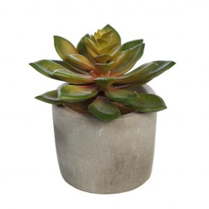 Crasa Echeveria En Maceta De Cemento 12Cm