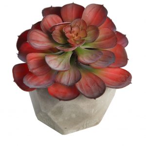 Crasa En Maceta De Cemento 15Cm