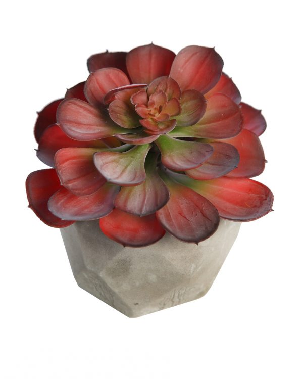 crasa-maceta-cemento15cm-1.jpeg Crasa En Maceta De Cemento 15Cm - Imagen 1