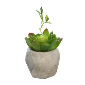 Echeveria Brote Con Maceta De Cemento 14Cm