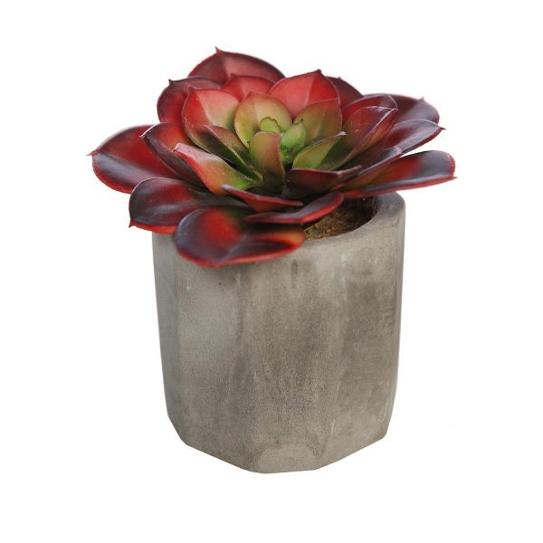 echeveria-tesensis-maceta-12-1.jpeg Echeveria Tesensis En Maceta De Cemento 12Cm - Imagen 1