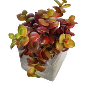 Maceta De Cemento Con Suculenta Artificial 16Cm