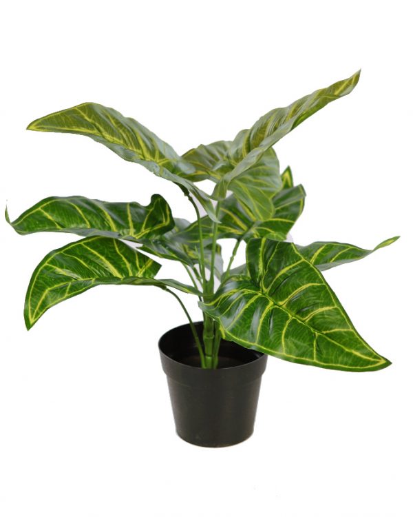 planta-alocasia-maceta-30cm-1-1.jpeg Planta Alocasia En Maceta 30Cm - Imagen 1