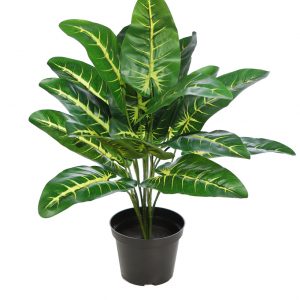 PLANTA EN MACETA ALOCASIA VERDE 45 CM