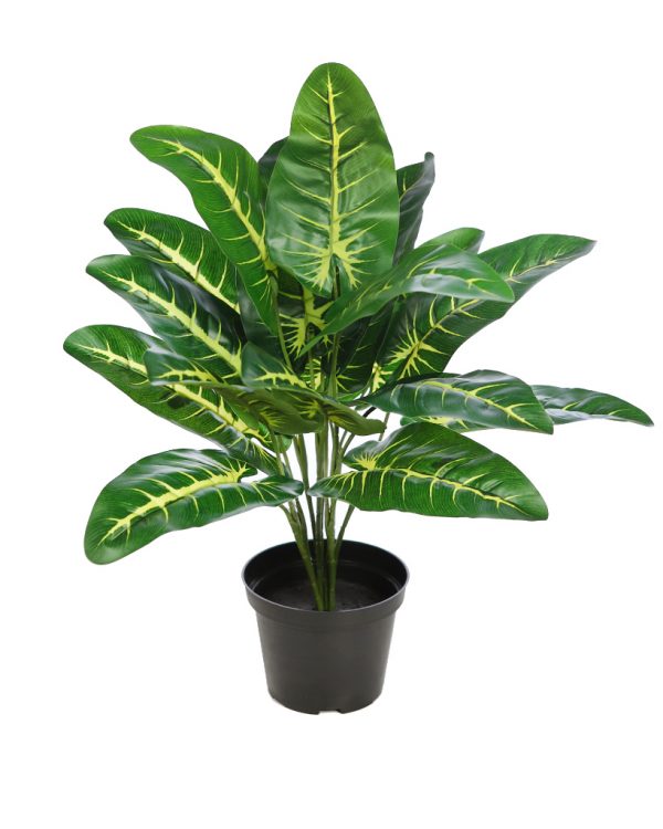 PLANTA EN MACETA ALOCASIA VERDE 45 CM - Imagen 1