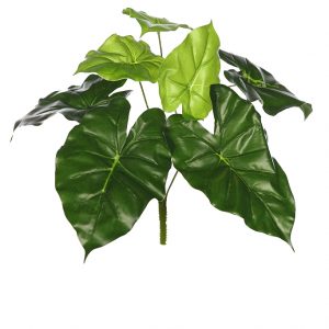 Planta Alocasia Oreja De Elefante 35Cm