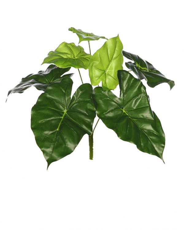 planta-alocasia-oreja-elefante-1.jpeg Planta Alocasia Oreja De Elefante 35Cm - Imagen 1