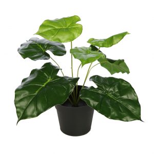 Planta Alocasia Oreja De Elefante Con Maceta
