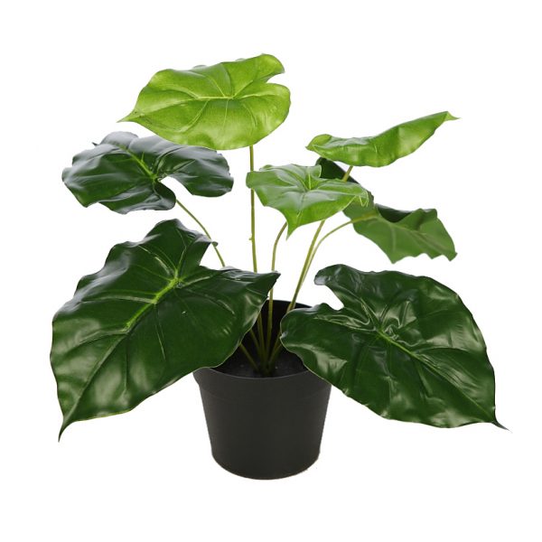 planta-alocasia-oreja-elefante-maceta-1.jpeg Planta Alocasia Oreja De Elefante Con Maceta - Imagen 1