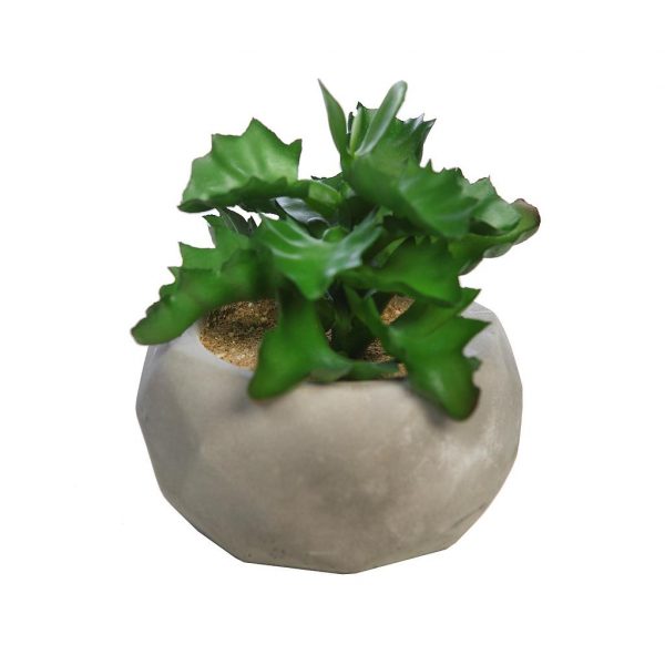 planta-suculenta-shaviana-cemento-12cm-1.jpeg PLANTA SUCULENTA SHAVIANA EN MACETA DE CEMENTO 12CM - Imagen 1