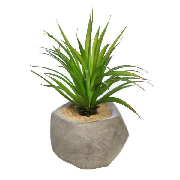 suculenta-yucca-maceta-cemento-18cm-1.jpeg SUCULENTA YUCCA CON MACETA DE CEMENTO 16CM - Imagen 1