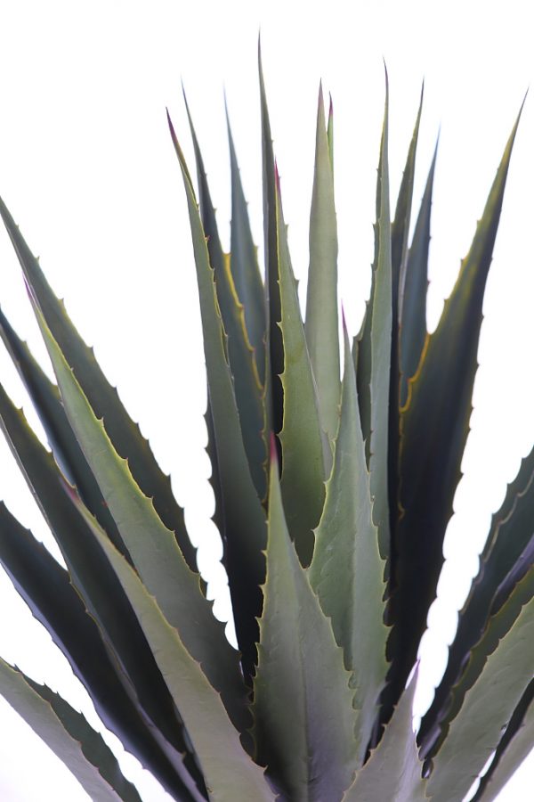 Cactus Agave Con Maceta 105 cm - Imagen 2