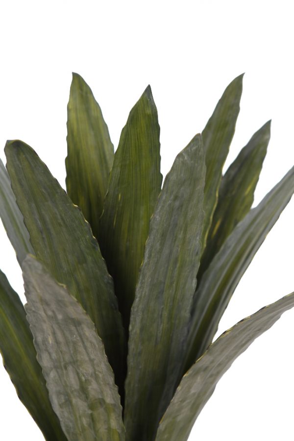 Cactus Agave Con Maceta - Imagen 2