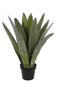 Cactus Agave Con Maceta
