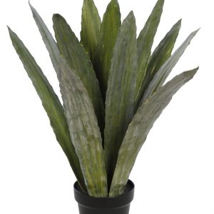 Cactus Agave Con Maceta