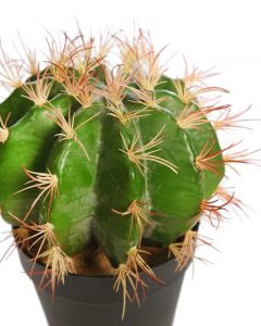 Cactus Barril En Maceta 30cm - Imagen 2