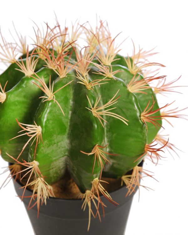 Cactus Barril En Maceta 30cm - Imagen 2