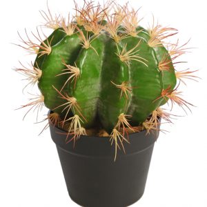 Cactus Barril En Maceta 30cm