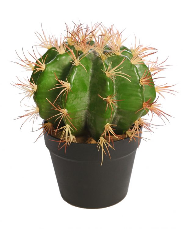 Cactus Barril En Maceta 30cm - Imagen 1