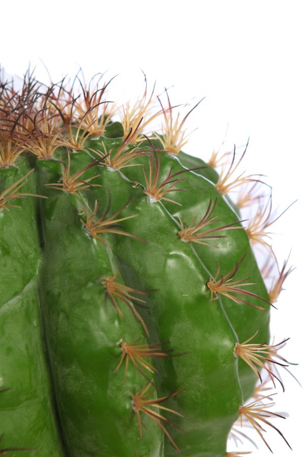 Cactus-Barril-En-Maceta-48-cm-2 CACTUS BARRIL EN MACETA 48CM - Imagen 2