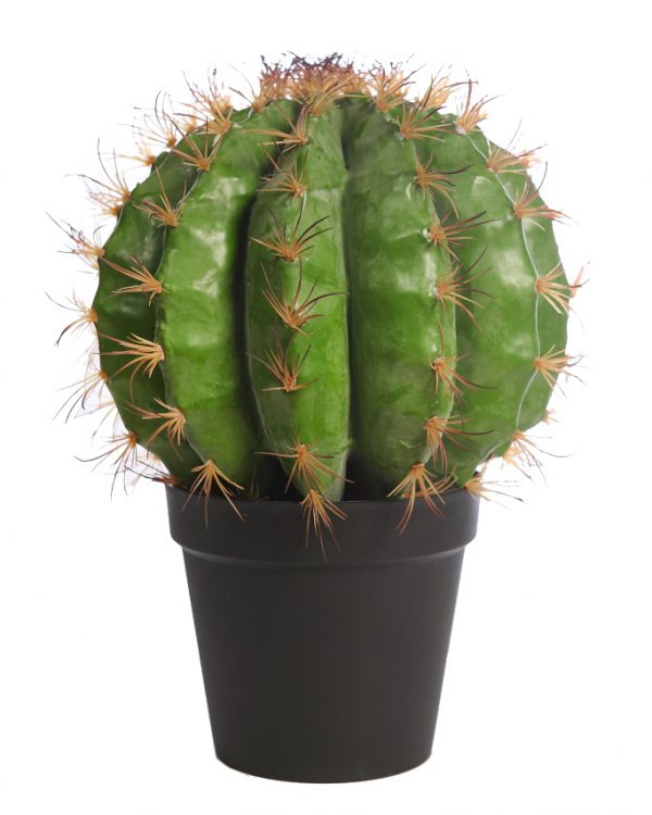 Cactus-Barril-En-Maceta-48-cm CACTUS BARRIL EN MACETA 48CM - Imagen 1