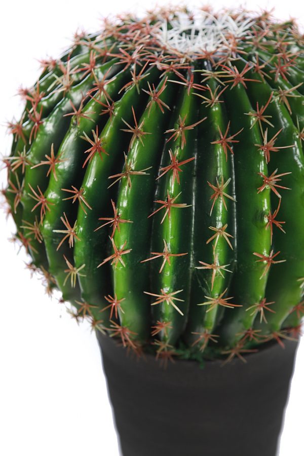 Cactus Barril En Maceta 50cm - Imagen 2