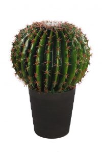 Cactus Barril En Maceta 50cm