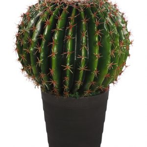 Cactus Barril En Maceta 50cm