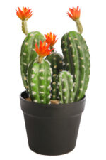 Cactus Saguaro Con Flor En Maceta 35cm