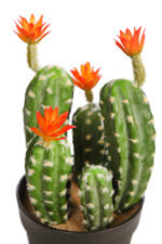 Cactus Saguaro Con Flor En Maceta 35cm - Imagen 2