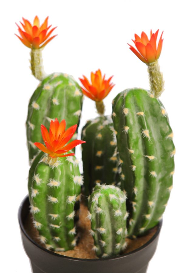 Cactus-Saguaro-Con-Flor-En-Maceta-35-cm-2 Cactus Saguaro Con Flor En Maceta 35cm - Imagen 2